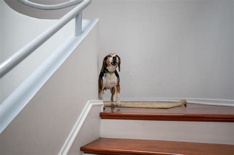 Antique cast iron front grill off a leader tractor, made in chagrin falls, ohio, it measures 26 x 19 1/2 x 4 1/2, weighs about 75 lbs.it is in good condition, would make a nice coffee table top, (sold). Barking Farm Dog With Tail Between It S Legs Stock Image ...