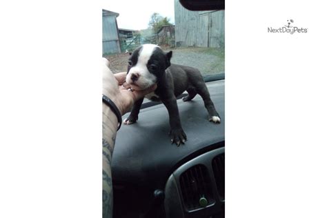 Petshop plus, 6 ijaiye road, building before smartiemart supermarket, near mobil filling station. Famous Bullies: American Bully puppy for sale near Grand ...