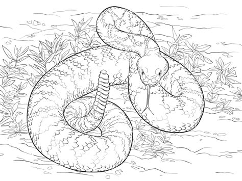 Two dark diagonal lines run across the snake's western diamondback rattlesnakes are pit vipers. Rattlesnake Coloring Page | Coloring Page Blog