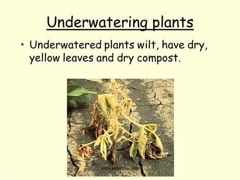 Waterlogging occurs when there is too much water in a plant's root zone, which decreases the oxygen available to roots. Plant production- watering - Presentation Plants, Animals ...