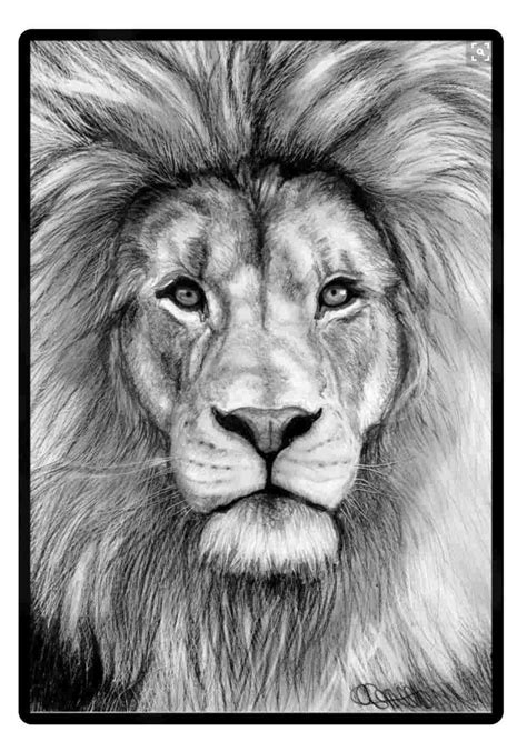 Abyssinian kitten by ja punkster on deviantart. Lion Face Pencil Drawing at PaintingValley.com | Explore ...