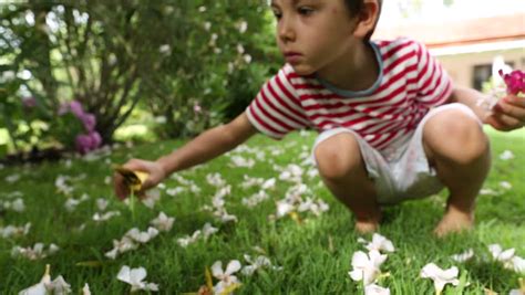 Maybe you would like to learn more about one of these? Stock video of child picking up flowers from a | 6689939 ...