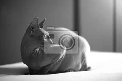 Lass dir die namen alphabetisch anordnen, schaue dir männliche oder weibliche katzennamen an oder erfahre, wie du passende namen für bestimmte rassen findest. Sphynx Katze Schwarz / 1 / Von blau, braun, grau bis rot ...