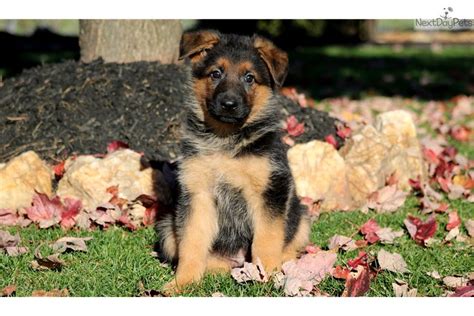 Dawson has show worth condition markings. German Shepherd puppy for sale near Lancaster, Pennsylvania | 1d2579a7-47d1 | German shepherd ...