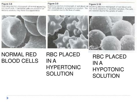 When red cells are placed in a buffer of isotonicity (290 mosm), they have their normal volume. PPT - Cell Biology: The Cell Membrane PowerPoint ...