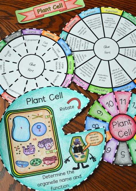 We did not find results for: Plant Cell Foldable