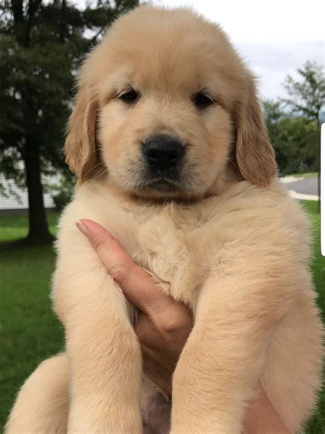 English cream golden retriever puppies love spending time with families and children! Golden Retriever Puppies For Sale | Pottstown, PA #283375