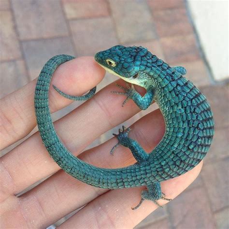 Top 10 Mexican Alligator Lizard Facts - A Very Beautifully ...
