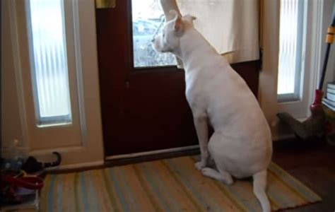 The dog is waiting for me to emerge. Dog Waits for Owner to Arrive Home - The Hollywood Gossip