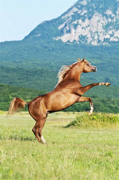 8 Things You May Not Have Known About Arabian Horses