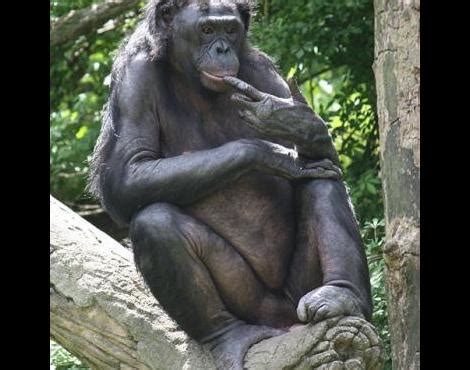 Not only was this bonobo's 3rd appearance this year in montreal, after a stop at the théâtre telus back in april and a dj set at osheaga in august, but he. Bonobo (Pan Paniscus) - Dieren - Zooz Wiki