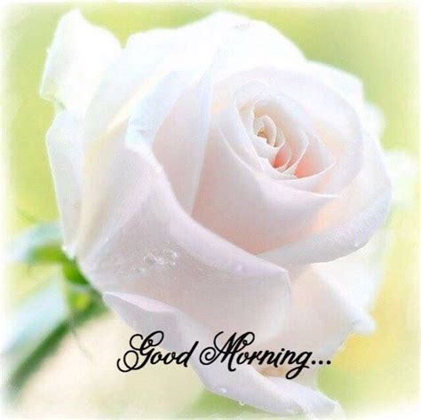 Rose friend good morning flowers. Flower good day morning image Greetings Images Check more ...