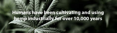 With some wears and washes, the however, i started reading about hemp benefits & how it can be utilized in our lives. HEMP FACTS | Hemp, Plant leaves, Industrial hemp