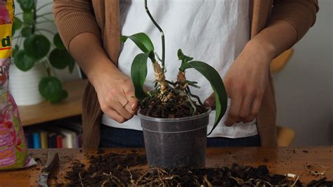 Bei orchideen, die eine längere ruhephase einlegen, empfiehlt sich das umtopfen sobald ein neuaustrieb ersichtlich ist. Orchideen umtopfen: Zeitpunkt & Vorgehen beim Umpflanzen ...