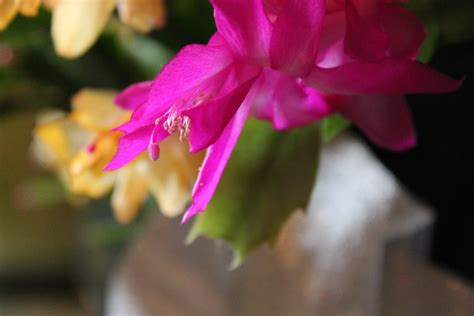 Mine is actually a thanksgiving cactus but was sold as a christmas cactus as many of them are. Did you Know Thanksgiving Cacti are from Brazil? - The ...