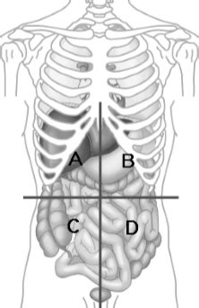 Terms in this set (4). Abdominal Quadrants Labeled : Abdominal Regions Anatomy ...