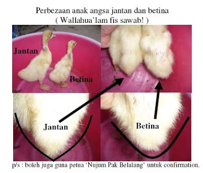 Hak cipta badan standardisasi nasional, copy standar ini dibuat untuk penayangan di website dan tidak untuk. Pertanian adalah Ibadah: Beza Antara Itik Jantan dan Betina