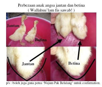 Check spelling or type a new query. Pertanian adalah Ibadah: Beza Antara Itik Jantan dan Betina