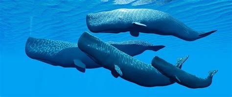 Aroma ambergris putih cukup sulit dijelaskan. Sperm Whales - Why Are They Getting Lost? - Cleaner Seas