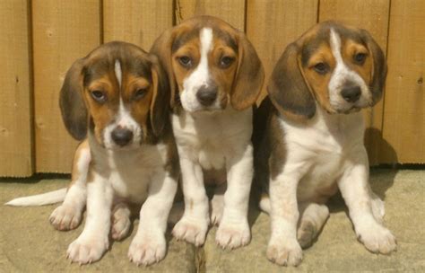 Find your new companion at nextdaypets.com. Beagle Puppies For Sale | Swansea, Swansea | Pets4Homes