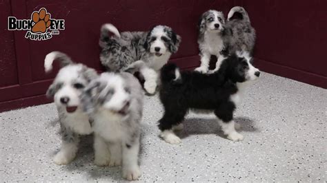 Doodledee goldendoodles is located 40 miles east of chicago, il. Mini Sheepadoodle Puppies - YouTube