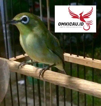 Burung blackthroat (serinus atrogularis) dikenal sebagi burung master yang populer di kalangan pencinta burung kicauan. Perbedaan Blackthroat Jantan Dan Betina Om Kicau - Kenari Dada Kuning Perpaduan Suara ...