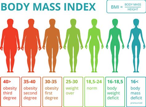 Was genau ist der bmi (body. Medizinische Infografiken Mit Abbildungen Der Weiblichen ...
