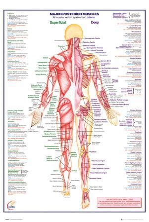 Generally, smooth muscles are not included with this total since most of these muscles are at cellular level and number in the billions. 'Human Body Major Posterior Muscles' Posters | AllPosters.com