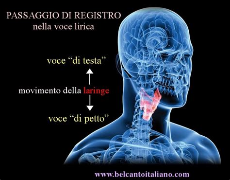 Osso hióide e língua inferior: BELCANTO ITALIANO: Il facile mistero del passaggio di ...