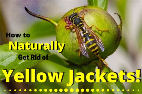 Should you get rid of bees? How to Naturally Get Rid of Yellow Jackets | Yellow jacket ...