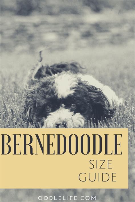 How big do maltipoos get? How Big Do Bernedoodles Get? - Oodle Dogs | Poodle mix ...