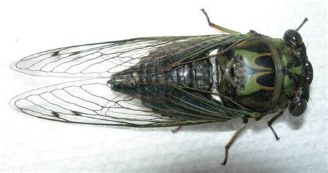 Deutsch deutsch englisch deutsch französisch deutsch italienisch deutsch katalanisch deutsch niederländisch deutsch portugiesisch deutsch russisch deutsch. Robinson's Annual Cicada (Neotibicen robinsonianus ...