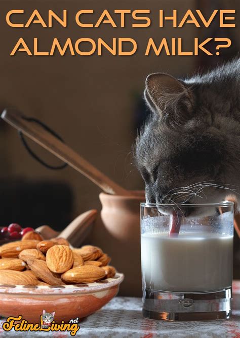 Make sure to know if this is one of good foods for your. FelineLiving.net in 2020 | Almond milk, Canning, Almond
