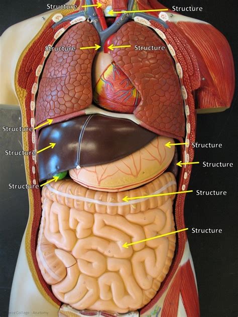 Anatomy of the human neck and torso. Labeled Human Torso Model Diagram - Eta Hand2mind 19 ...