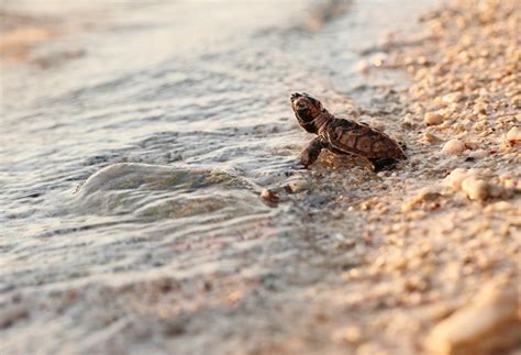 Последние твиты от hawksbill sea turtle (@hawksbill_). Conservation in the Seychelles - Africa Geographic Magazine