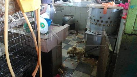 Bulu ayam berpotensi untuk dimanfaatkan sebagai sumber protein pakan alternatif pengganti sumber protein konvensional seperti bungkil kedele dan tepung ikan. Bela ikan, sembelih ayam dalam pasar | Harian Metro