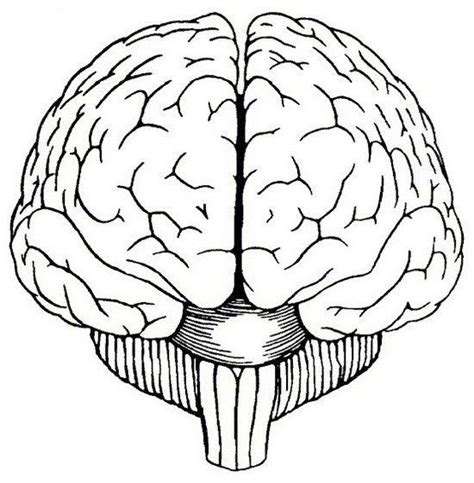 Human brain coloring page from anatomy category. Human Brain Lineart Coloring Picture | Desenho de cerebro ...