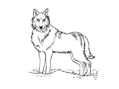 Images pour l'écoles et l'éducation. Loup 1 | Coloriage loup, Coloriage animaux et Coloriage