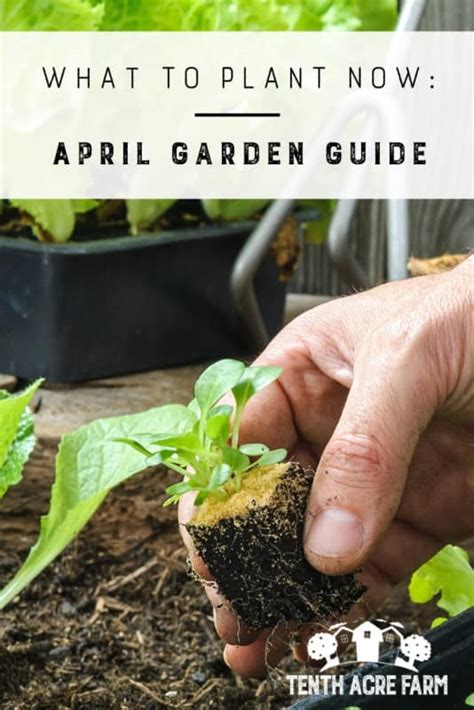 Finally, onto the list you have all been waiting for or scrolled directly to. What to Plant Now: April Garden Guide | Tenth Acre Farm