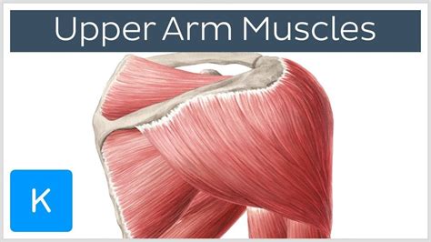 The primary function of the shoulder girdle is to give. Shoulder Muscles Anatomy Diagram | Arm anatomy, Shoulder ...