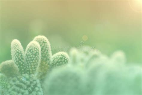 Cactus houseplants elicit many feelings from fear to fascination. Cactus Thorns Close-up. Macro Cactus Thorns. Cactus ...