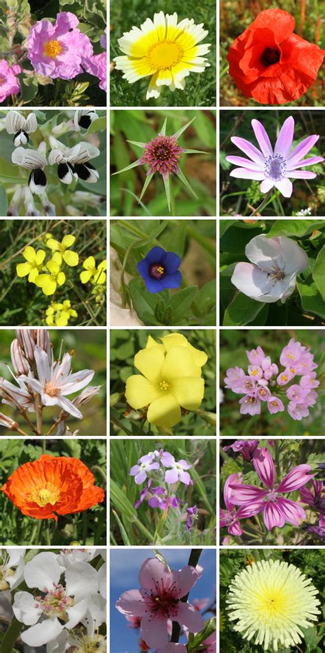 His followers then started wearing a shamrock on his feast day. Flowers in Italy - a springtime photo collection - Italian ...