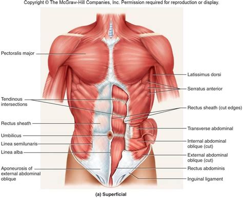 Muscles of the abdomen and ribs laminated anatomy chart. Female Abdominal Anatomy Pictures - koibana.info ...