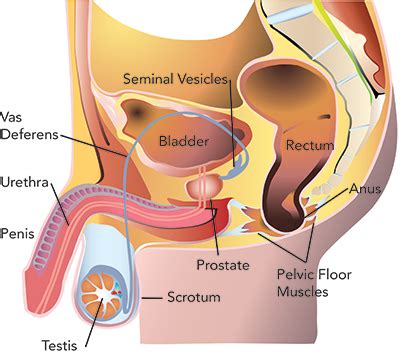 Prostate milking is a massage that can gently manipulate the health benefits of the prostate. Exercise for men with prostate cancer | Seattle Cancer ...