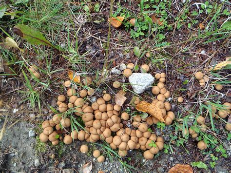 Check spelling or type a new query. Ubiquitous common puffball - Lycoperdon pyriforme and ...