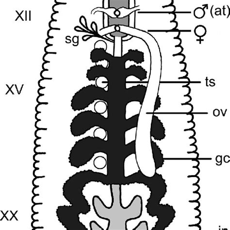 Texas freshwater fishes identification and information for the freshwater fishes of texas. Living adult specimens of a. Helobdella robusta ...