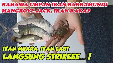 We did not find results for: UMPAN IKAN BARRAMUNDI, KAKAP MUARA, IKAN LAUT PALING JITU ...