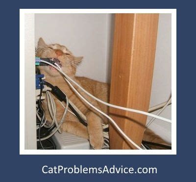 How Do I Stop My Cat Biting Wires? What to do about kitty ...