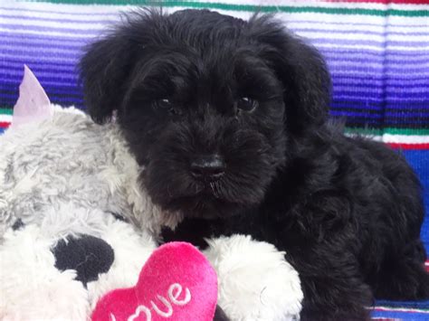 The miniature schnauzer is a robust, active dog of terrier type, resembling his larger cousin, the standard schnauzer, in general appearance, and of an alert, active disposition. Miniature Schnauzer Puppies For Sale | Ohio 16, OH #307537