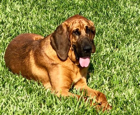 For a pet store being in the middle of no where they sure do have a wide variety of dog food. Rocky Top Tennessee | Rocky top tennessee, Rocky top ...